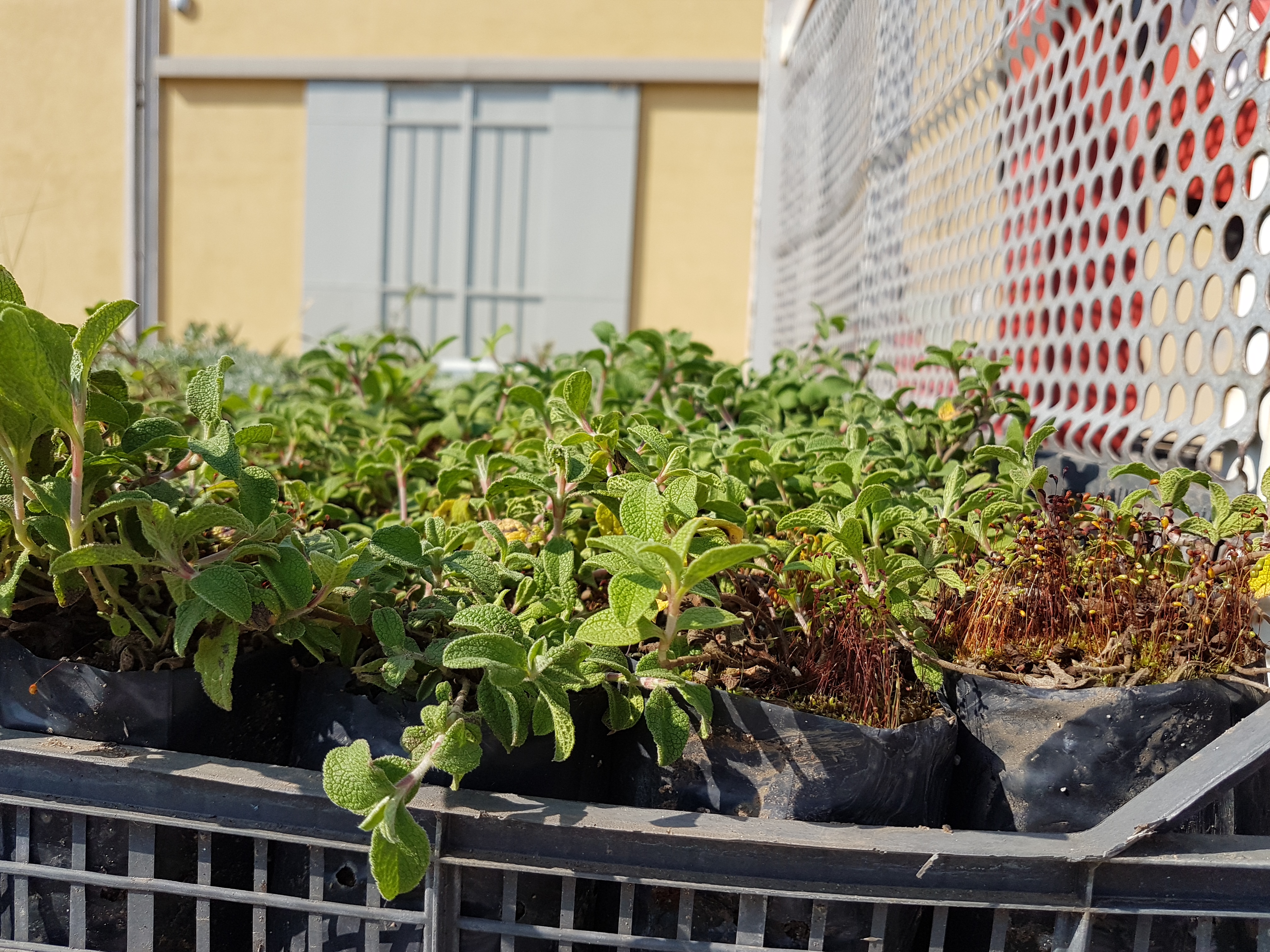 Consegna piante autoctone per rinaturazione ambienti dunali