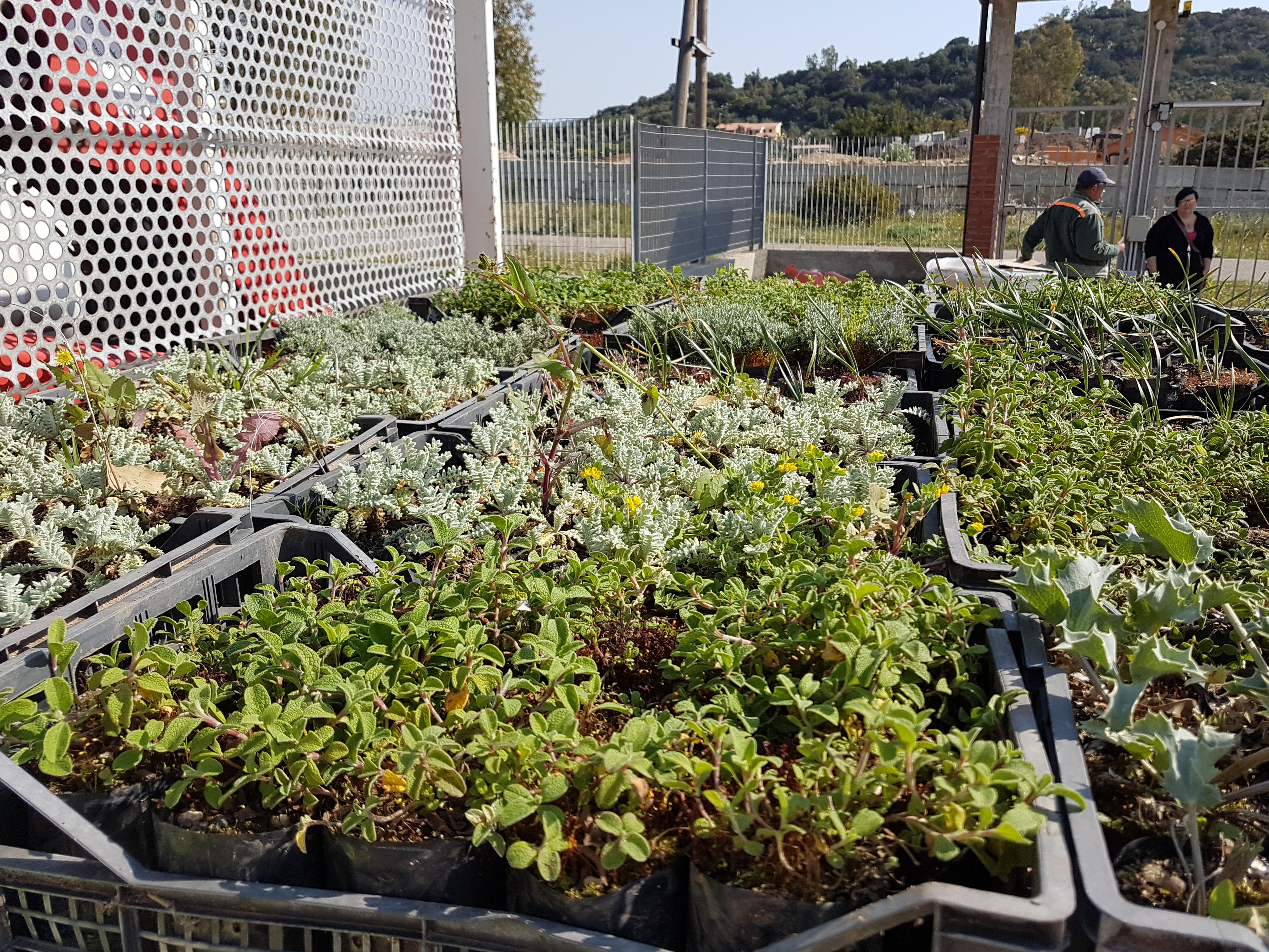 Consegna piante autoctone per rinaturazione ambienti dunali